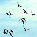 Why Meditate for Eight Hours a Day for Six Straight Days?