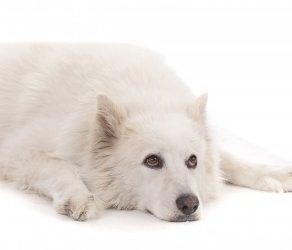 Do All Beings Have Buddha Nature? No.