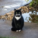 Zazen: The Incredibly Difficult Practice of Not-Doing