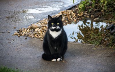 Zazen: The Incredibly Difficult Practice of Not-Doing