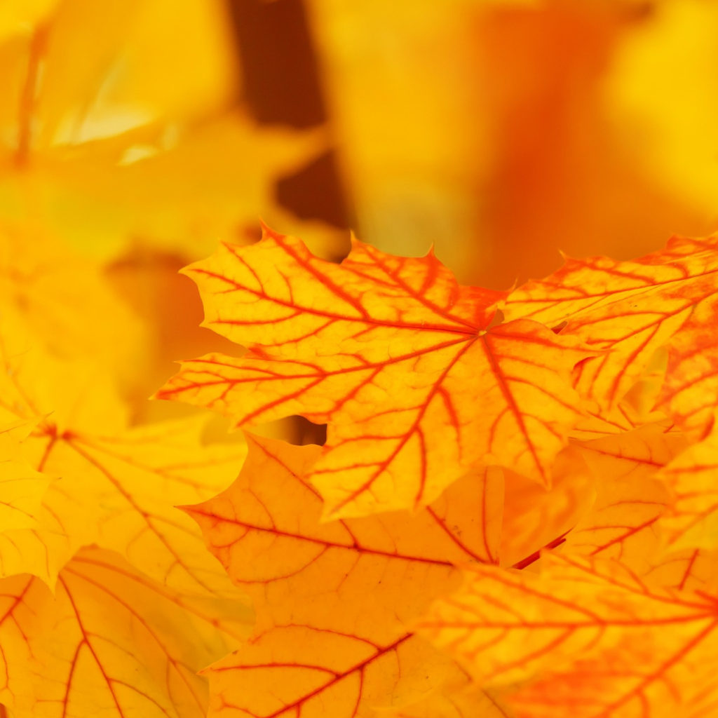 You Don’t Need to Improve or Get Anything to Fulfill the Buddha Way