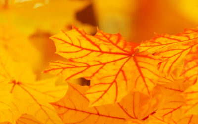 You Don’t Need to Improve or Get Anything to Fulfill the Buddha Way