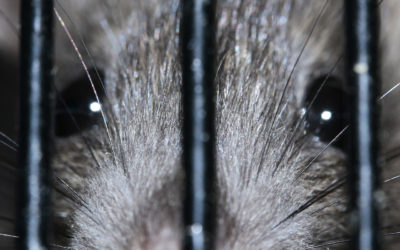 The Sangha Jewel: Community as a Medicine for Modern Ills